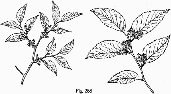 image of Planera aquatica, Planer-tree, Water-elm