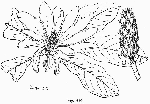 image of Magnolia tripetala, Umbrella Magnolia, Umbrella-tree