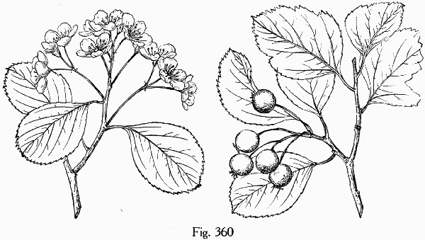 image of Crataegus palmeri, Palmer's Hawthorn