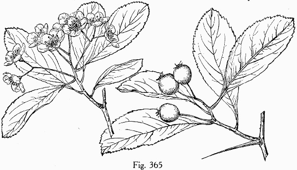 image of Crataegus crus-galli var. crus-galli, Cockspur Hawthorn