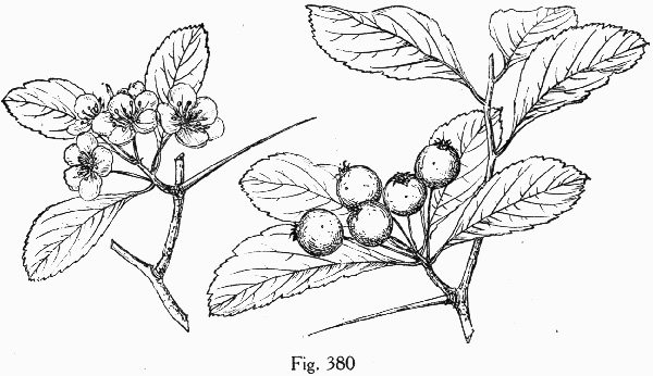 image of Crataegus collina, Hillside Hawthorn