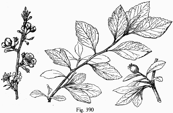 image of Crataegus aestivalis, Mayhaw, Eastern Mayhaw, May Hawthorn