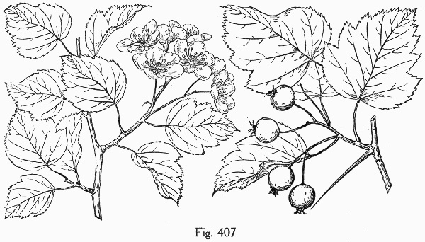 image of Crataegus pruinosa var. gattingeri, Gattinger's Hawthorn