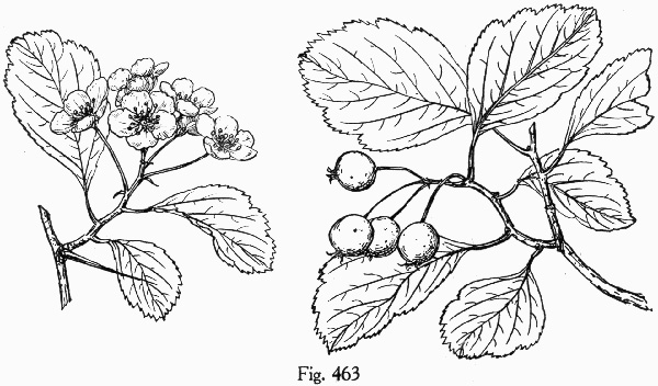 image of Crataegus margaretiae var. margaretiae, Margaret's Hawthorn, Fireberry Hawthorn