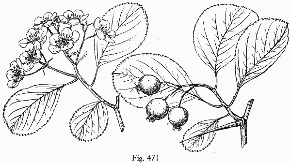 image of Crataegus ashei, Ashe Hawthorn