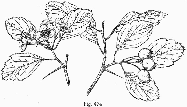 image of Crataegus ignava, Valley Head Hawthorn