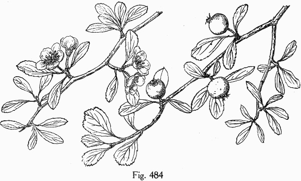 image of Crataegus lassa var. recurva, Ocala Hawthorn