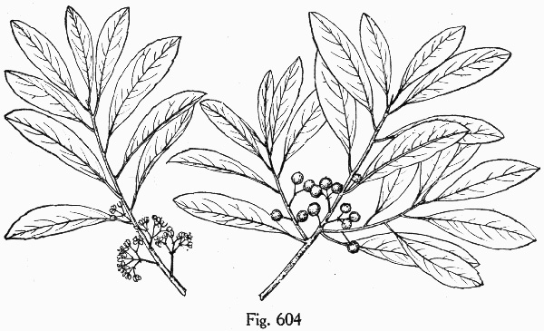 drawing of Ilex cassine, Dahoon, Cassena, Dahoon Holly