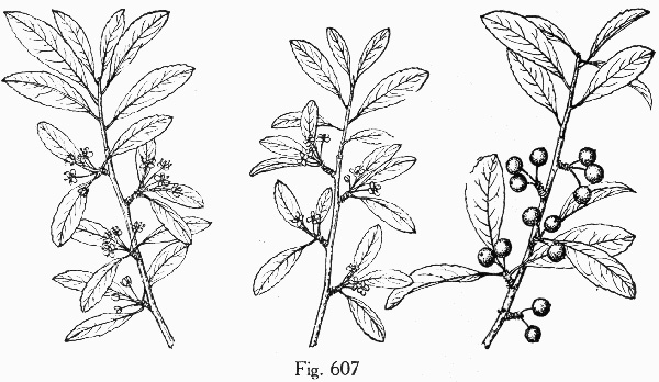 image of Ilex decidua, Possumhaw, Possumhaw Holly