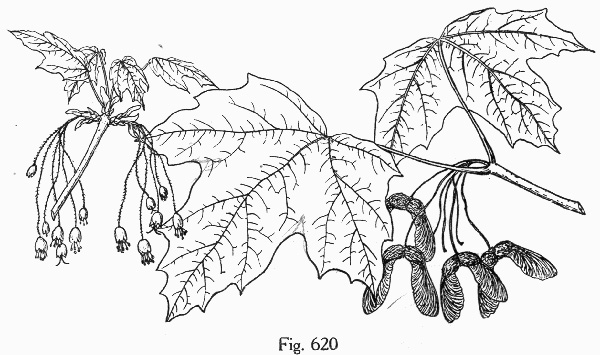 image of Acer saccharum var. saccharum, Sugar Maple, Hard Maple, Sugar-tree