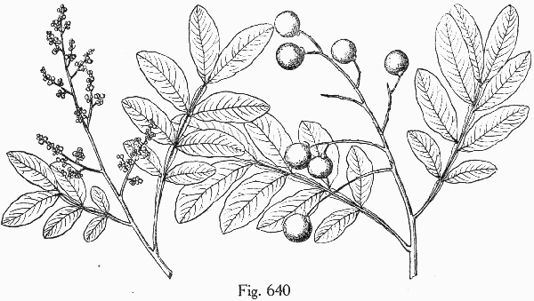 drawing of Sapindus saponaria ssp. saponaria, Wingleaf Soapberry, Tropical Soapberry, Southern Soapberry