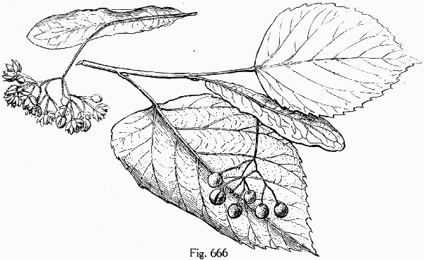 image of Tilia americana var. caroliniana, Carolina Basswood, Southern Basswood