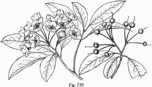 image of Kalmia latifolia, Mountain Laurel, Ivy, Calico-bush, Mountain Ivy