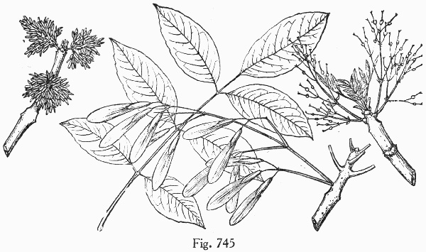 image of Fraxinus americana, White Ash, American Ash