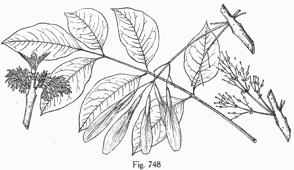 image of Fraxinus profunda, Pumpkin Ash