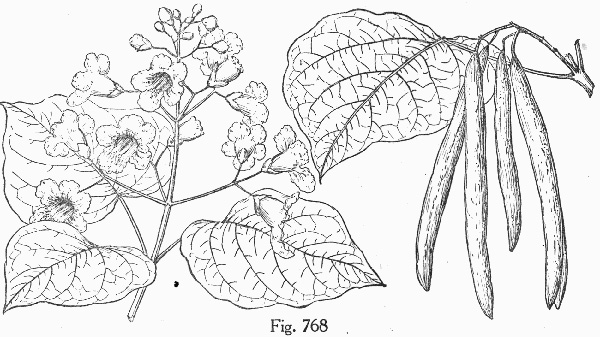 image of Catalpa bignonioides, Southern Catalpa, Fishbait Tree, Cigar Tree