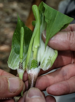 spadix