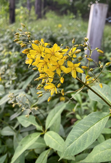 image of Lysimachia fraseri, Fraser's Loosestrife