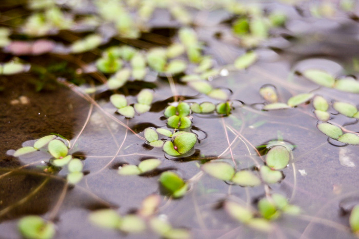 image of Gratiola amphiantha, Pool-sprite, Snorkelwort, Little Amphianthus