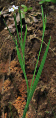 image of Sisyrinchium dichotomum, White Irisette, Isothermal Irisette