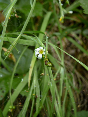 image of Sisyrinchium dichotomum, White Irisette, Isothermal Irisette