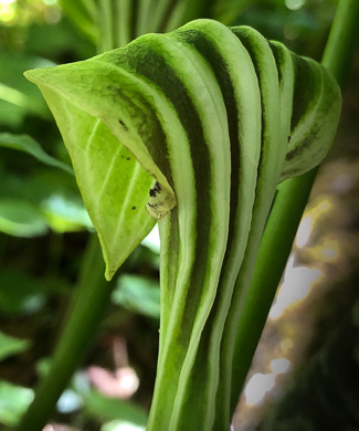 image of Arisaema stewardsonii, Bog Jack-in-the-pulpit, Northern Jack-in-the-pulpit