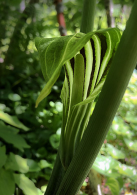 image of Arisaema stewardsonii, Bog Jack-in-the-pulpit, Northern Jack-in-the-pulpit