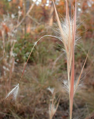 image of Andropogon gyrans, Elliott's Bluestem