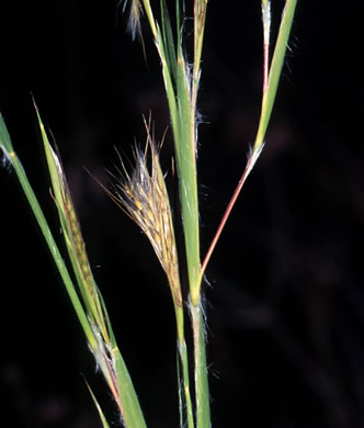 image of Andropogon mohrii, Mohr's Bluestem, Tawny Bluestem, Bog Bluestem