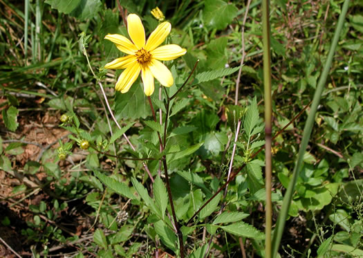 image of Bidens aristosa, Ditch Daisy, Bearded Beggarticks, Midwestern Tickseed-sunflower, Tickseed Sunflower