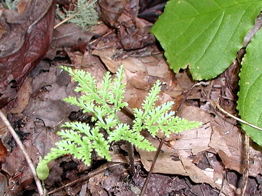 image of Sceptridium dissectum, Cutleaf Grapefern, Dissected Grapefern