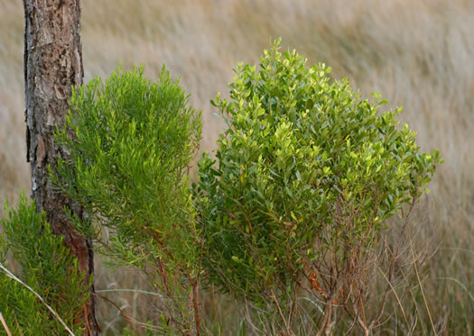 image of Baccharis halimifolia, Silverling, Groundsel-tree, Consumption-weed, Sea-myrtle