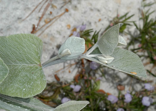 image of Baptisia arachnifera, Hairy Rattleweed, Hairy Wild Indigo