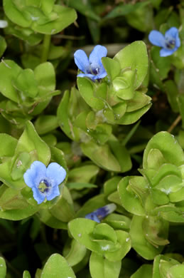 image of Bacopa caroliniana, Blue Water-hyssop, Sweet Water-hyssop, Carolina Water-hyssop, Lemon Bacopa