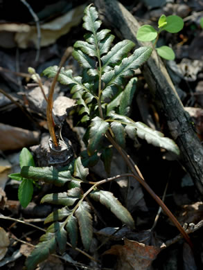 image of Sceptridium dissectum, Cutleaf Grapefern, Dissected Grapefern