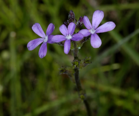 image of Buchnera floridana, Savanna Bluehearts, Florida Bluehearts, Buchnera