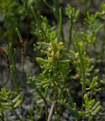 Saltwort