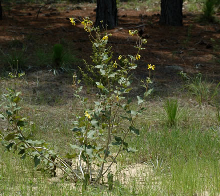 image of Berlandiera pumila var. pumila, Eastern Green-eyes