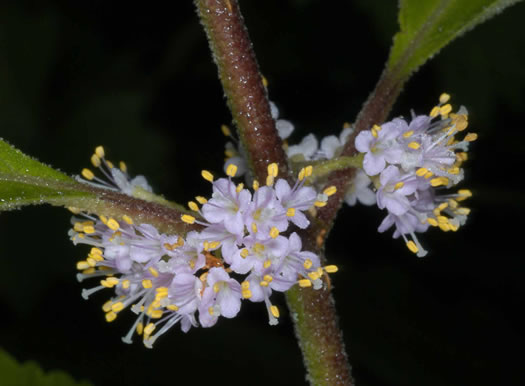 image of Callicarpa americana, American Beautyberry, French-mulberry, Beautybush