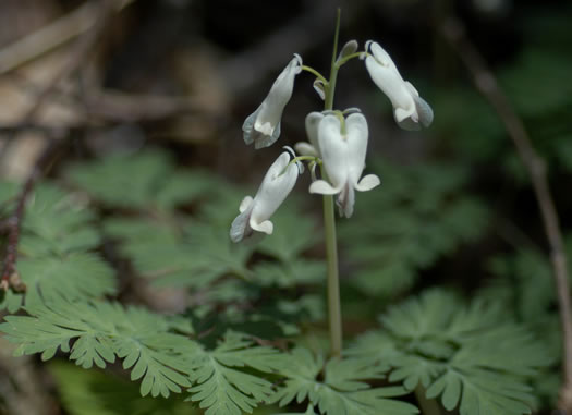 image of Dicentra canadensis, Squirrel Corn