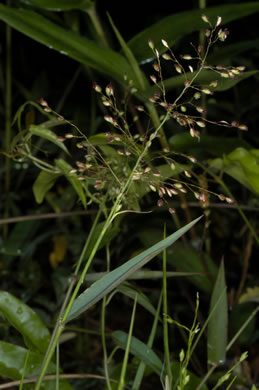 panicle