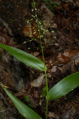 image of Dichanthelium commutatum +, Variable Witchgrass