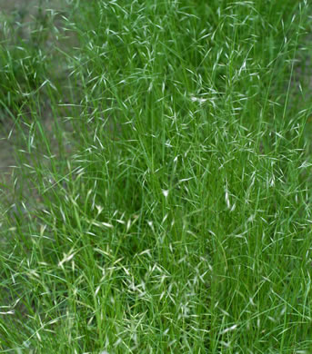 image of Danthonia compressa, Mountain Oatgrass, Flattened Oatgrass, Allegheny Flyback