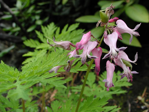 image of Dicentra eximia, Wild Bleeding Heart