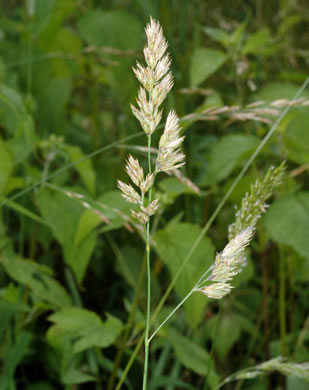 panicle