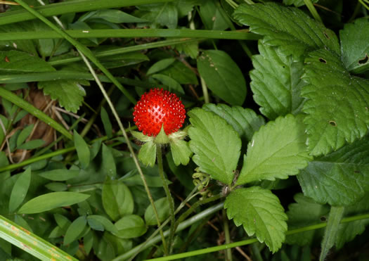 image of Potentilla indica, Indian Strawberry, Mock Strawberry