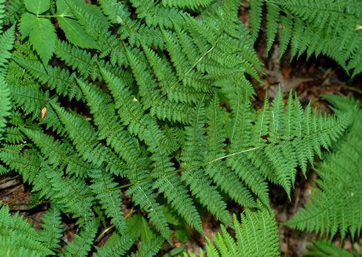 image of Dryopteris intermedia, Evergreen Woodfern, Fancy Fern, Intermediate Woodfern