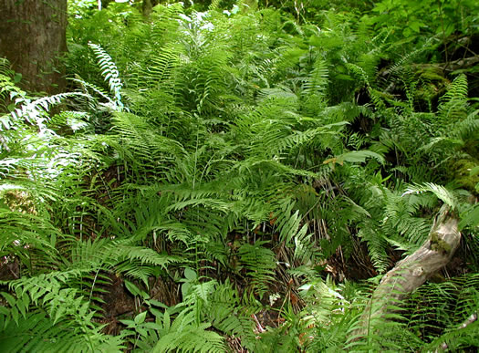 image of Diplaziopsis pycnocarpa, Glade Fern