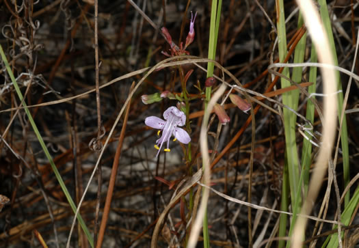 image of Dicerandra linearifolia +, coastal plain balm