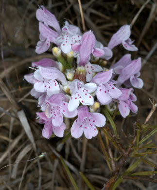 stamen